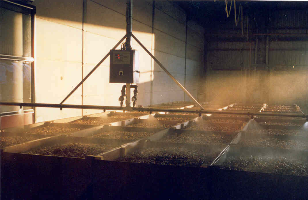 Nevel- gietboom  voor het pellen van de tulpenbollen 